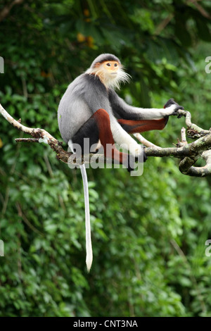 Rosso-shanked douc langur, Colomba langur (Pygathrix nemaeus), si siede sul ramo, Vietnam Foto Stock