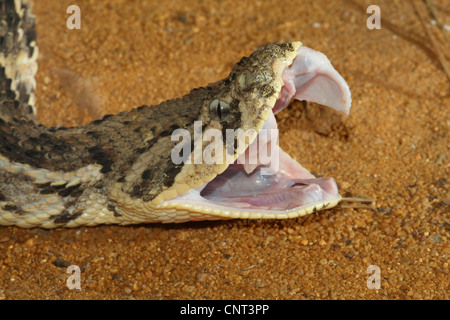 Puff sommatore (Bitis arietans Bitis, lachesis), ritratto con la bocca aperta Foto Stock