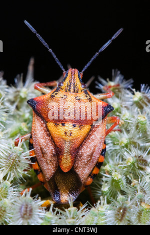 Bug (Carpocoris mediterraneus), sull'infiorescenza, Spagna, fiume Turia parco naturale Foto Stock