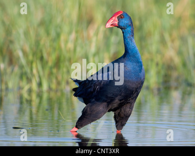 Purple Swamphen (Porphyrio porphyrio), a Laguna, Spagna Foto Stock