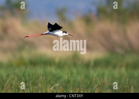 Stilt sandpiper (Micropalama himantopus), in volo, Spagna, Parco Nazionale Albufera Foto Stock