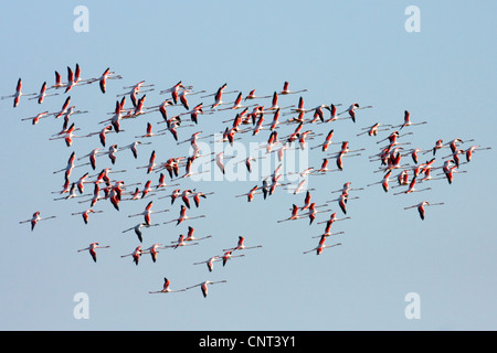 Fenicottero maggiore (Phoenicopterus roseus, Phoenicopterus ruber roseus), battenti la formazione di gruppo, Spagna Foto Stock