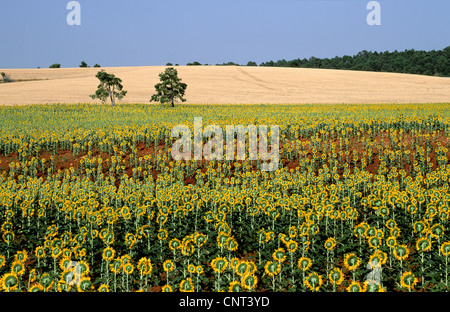 Comune di girasole (Helianthus annuus), campo di girasole, Spagna, Cuenca, Castilla la Mancha Foto Stock