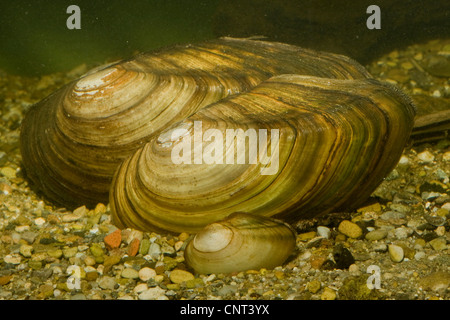 Swan cozza (Anodonta cygnea), tre persone di diversa dimensione, in Germania, in Baviera Foto Stock