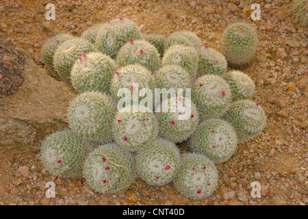 Puntaspilli Cactus (Mammillaria spinosissima), abito con fiori, STATI UNITI D'AMERICA, Arizona Foto Stock