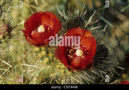 Nero-colonna vertebrale claret-cup, re della corona di cactus, Arizona claret cup (Echinocereus triglochidiatus), fiori Foto Stock