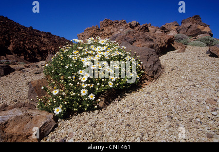 In canarie marguerite (Argyranthemum spec.), fioritura nelle montagne di Tenerife, Isole Canarie, Tenerife Foto Stock