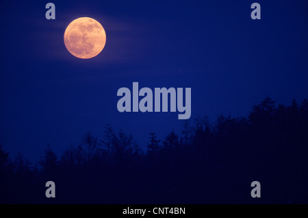 Luna piena sopra la foresta di abete rosso, Germania, Schleswig-Holstein Foto Stock