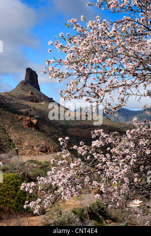 Mandorla amara (Prunus amygdalus), fioritura armants davanti la montagna Roque Bentayga, isole canarie Gran Canaria Foto Stock