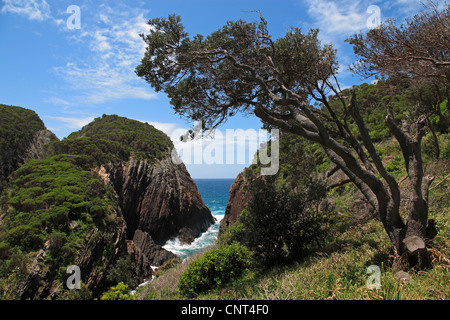 Costa vicino Seal Rocks, Australia Nuovo Galles del Sud, Myall Lakes National Park Foto Stock