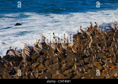 Pellicano marrone (Pelecanus occidentalis), molti adulti e ragazzi sulla costa rocciosa, Messico, Sonora, Golf von Kalifornien, Puerto Peasco Foto Stock