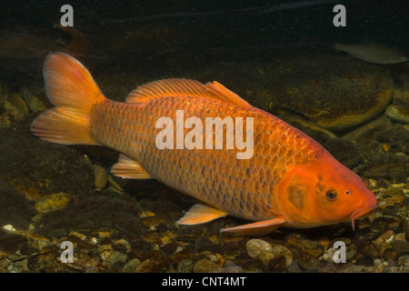 Koi carpa (Cyprinus carpio), arancione, 65 cm Foto Stock