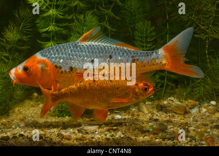 Koi carpa (Cyprinus carpio), e rudd Foto Stock