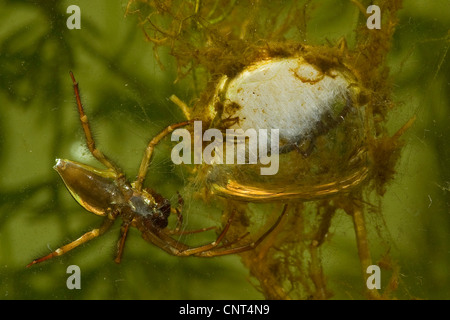 Unione ragno acqua (Argyroneta aquatica), maschio a bozzolo di uovo, in Germania, in Baviera, Chiemsee Foto Stock