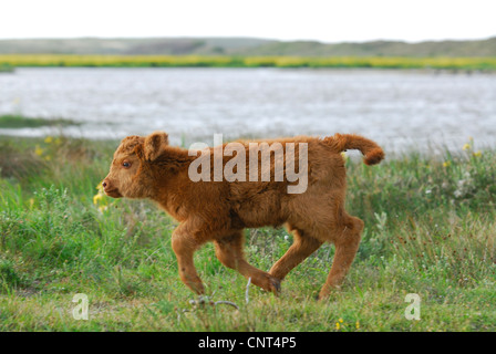 Highland scozzesi bovini (Bos primigenius f. taurus), di vitello in esecuzione nelle dune, Paesi Bassi, Texel Foto Stock