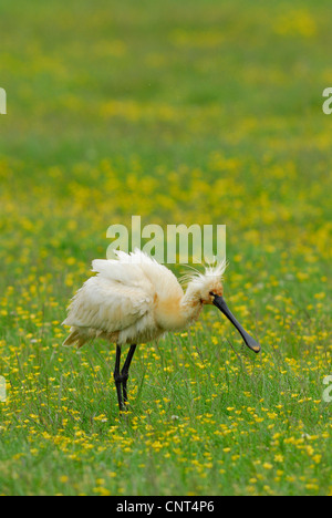 White spatola (Platalea leucorodia), stando in piedi in un prato di fiori con fiori di colore giallo, Paesi Bassi, Texel Foto Stock