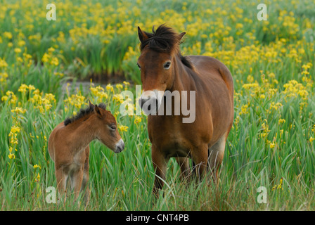 Exmoor pony (Equus przewalskii f. caballus), il mare con puledro tra iris gialla (Iris pseudacorus), Paesi Bassi, Texel Foto Stock