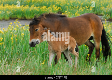 Exmoor pony (Equus przewalskii f. caballus), il mare con puledro tra iris gialla (Iris pseudacorus), Paesi Bassi, Texel Foto Stock