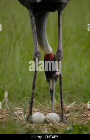 Gru sarus (Grus antigone), controllo delle uova Foto Stock