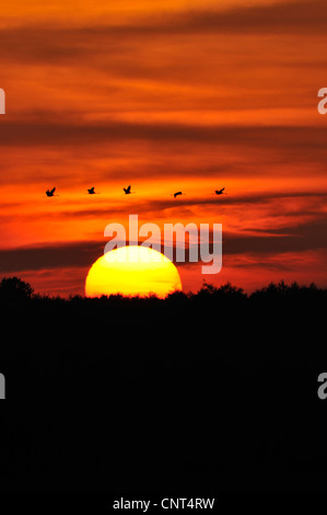 Gru comune (grus grus), il gruppo di volo sopra il Rising Sun, Germania, Meclemburgo-Pomerania Occidentale Foto Stock