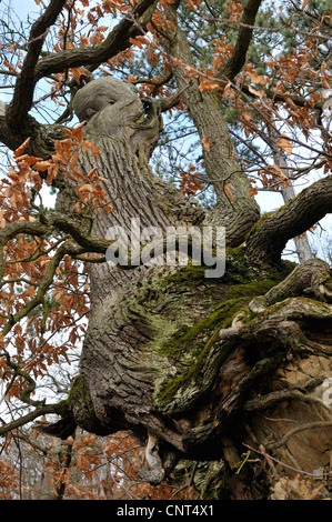 Rovere (Quercus petraea), la vecchia struttura nodose in natura riserva Haardt al lago Edersee, Germania, Hesse Foto Stock