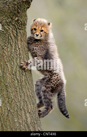 Ghepardo (Acinonyx jubatus), giovani saltando in una struttura ad albero Foto Stock