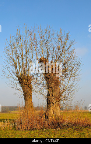 Willow, vimini (Salix spec.), pollarded willow in un paesaggio invernale, in Germania, in Renania settentrionale-Vestfalia, Muensterland Foto Stock