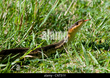 Common garter snake (Thamnophis sirtalis), attento colpetti con la testa sollevata, Canada, Nova Scotia Foto Stock