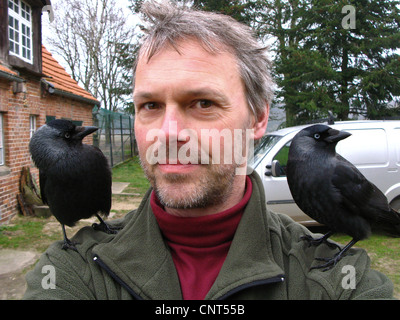 Taccola (Corvus monedula), confidando bird figlio sulle spalle di un uomo Foto Stock