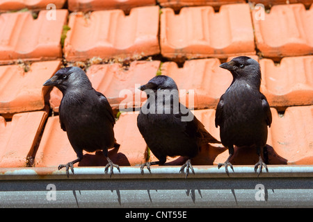 Taccola (Corvus monedula), tre individui sul tetto Foto Stock