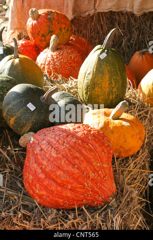 Zucca (Cucurbita spec.), diversi tipi di zucche Foto Stock