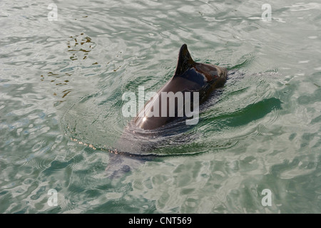 Comune di focena, focena, focena comune, il Puffing maiale (Phocoena phocoena), nuoto nel mare, Europa Foto Stock