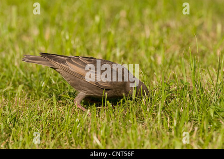 Starling comune (Sturnus vulgaris), juvenil per cercare qualcosa da mangiare nel prato Foto Stock