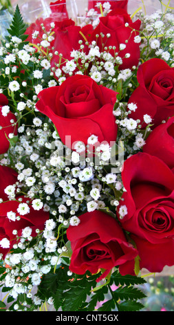 Rosa (Rosa spec.), bouquet di rose rosse e bimbo di respiro (Gypsophila paniculata) Foto Stock