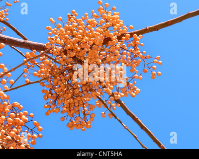 Il persiano lilla, chinaberry tree (Melia azedarach), frutti su un albero contro il cielo blu, Spagna, Balearen, Maiorca Foto Stock