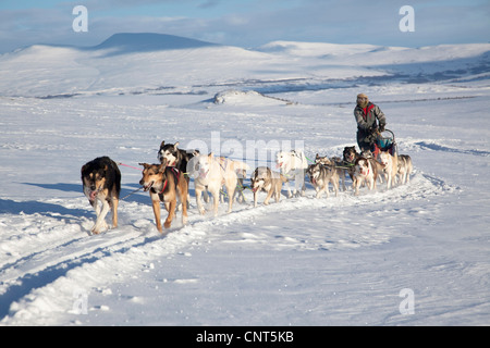 Cane domestico (Canis lupus f. familiaris), slitta trainata da cani con 14 cani in snow landscape, Norvegia, Dovrefjell Sunndalsfjella Parco Nazionale Foto Stock