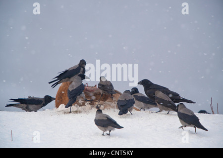 Cornacchia mantellata (Corvus corone cornix), gregge di corvi al cadavere nella neve, Norvegia Foto Stock