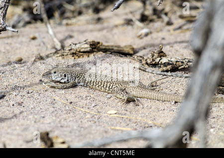 Western in marmo, Whiptail (Aspidoscelis marmorata marmorata), Bosque del Apache National Wildlife Refuge, nuovo Messico, Stati Uniti d'America. Foto Stock