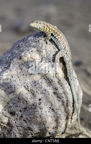 Maschio lato orientale-spotted Lizard, (Uta stansburiana stejnegeri), Bosque del Apache National Wildlife Refuge, nuovo Messico, Stati Uniti d'America. Foto Stock