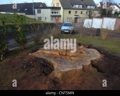 Comune di Quercia farnia, farnia (Quercus robur), albero avanzo di un vecchio singoli in un villaggio, in Germania, in Renania settentrionale-Vestfalia, Hagen-Berchum Foto Stock