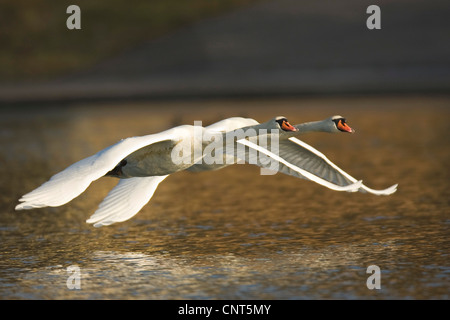 Cigno (Cygnus olor), due individui battenti profondamente affiancati sull'acqua, in Germania, in Renania settentrionale-Vestfalia Foto Stock