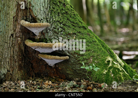 Staffa di quercia (Inonotus dryadeus), che cresce su una vecchia quercia stelo, Germania, Hesse Foto Stock