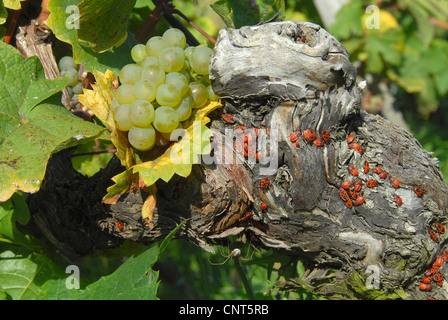 Uva (Vitis spec.), red bugs su un vitigno, in Germania, in Renania Palatinato, Pfalz, Deutsche Weinstrasse Foto Stock