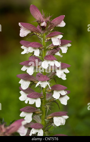 Primo piano di fiori di Acanthus mollis, noti anche come orsi Breeches o Oyster Plant, con petali bianchi e bratti viola su un'alta punta. Foto Stock