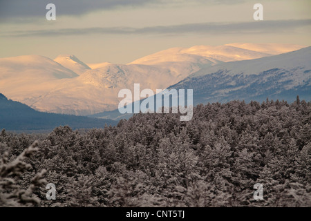 Vista su snowy coniferus foresta e coperta di neve la gamma della montagna nella luce del mattino, Norvegia, Romsdalen Foto Stock