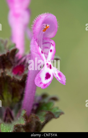 Henbit morti di ortica, deadnettle comune (Lamium amplexicaule), fioritura, Spagna, fiume Turia parco naturale Foto Stock
