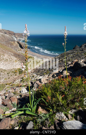 Estate asfodeli, comune asfodeli, tall asphodel (Asphodelus aestivus, Asphodelus microcarpus), presso la costa rocciosa El Barronal, Spagna, Andalusia, Parco Naturale Cabo de Gata Foto Stock