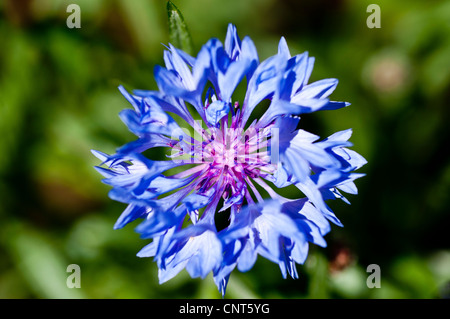 Blu fiordaliso, centaurea cyanus, Bachelors pulsante, Bluebottle, Boutonniere flower, Hurtsickle, Cyani fiore Foto Stock