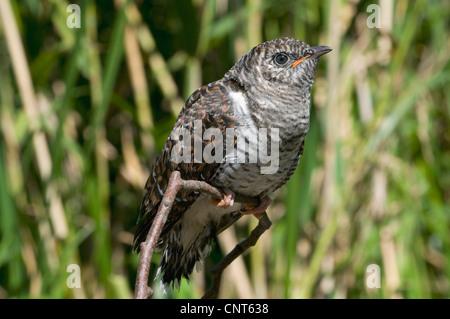 Eurasian cuculo (Cuculus canorus), giovane cuculo 24 giorni, Germania, Bassa Sassonia Foto Stock
