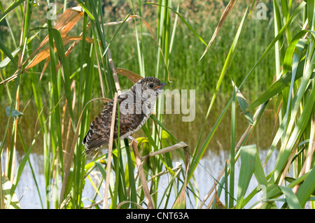 Eurasian cuculo (Cuculus canorus), giovane cuculo 26 giorni, Germania, Bassa Sassonia Foto Stock